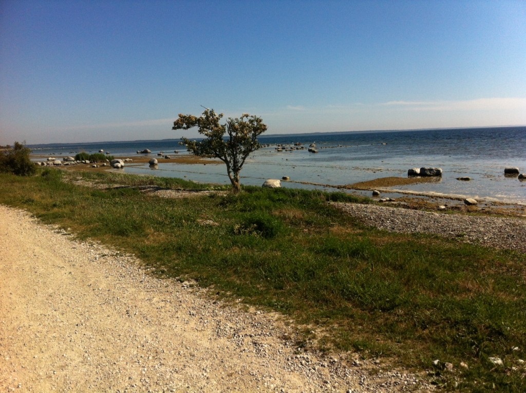 Ett ensamt träd som står där i vinden. Ute till havs står en fyr och här uppehåller sig massor av sälar att beskåda. Kanske inte kan se dem från land men med båt så. :)